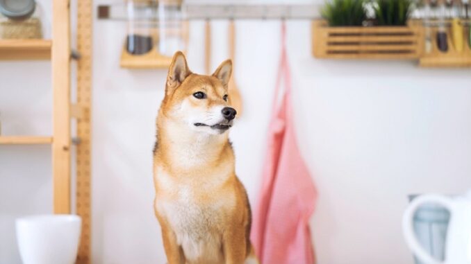 Best AI cryptocurrencies to invest in: Shiba Memu, SingularityNET
