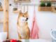 Best AI cryptocurrencies to invest in: Shiba Memu, SingularityNET
