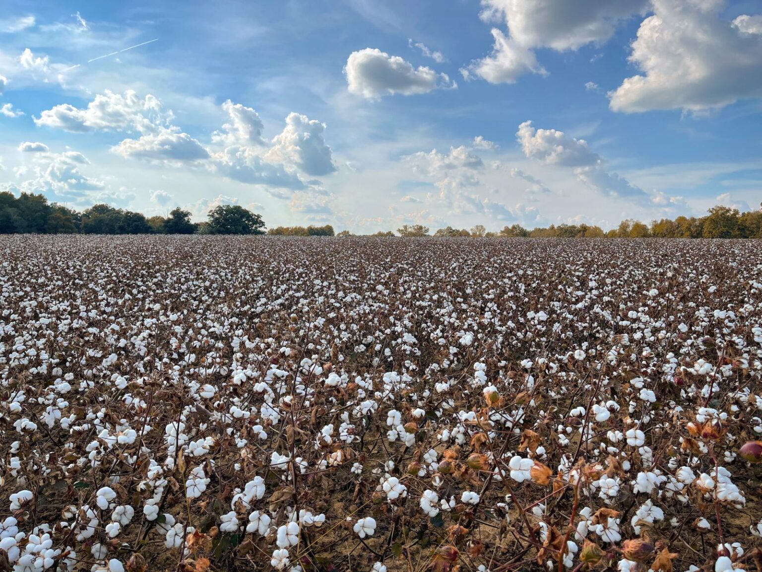 Cotton Slipping Lower on Thursday